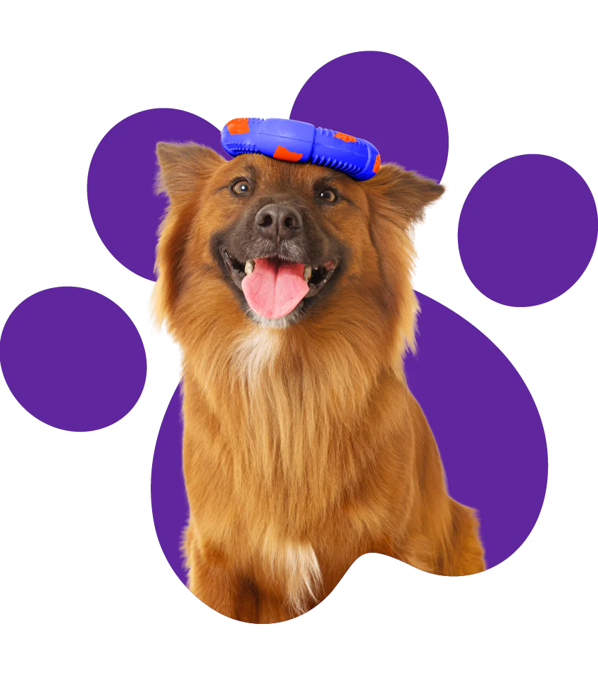 How to encourage play in uninterested dogs?
